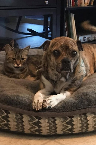 The Human Pet Emporium