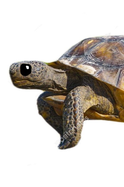 [LitRPG] Tortoise With The Heart Of The Hero And Wings Of The Dragon