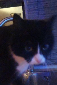 Rise of the Undead king