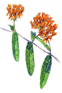 Butterfly Weed
