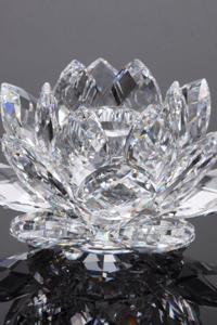 The Lotus and The Angel