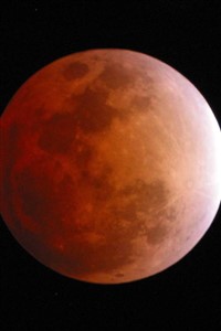 Immortal’s Musings: A Werewolf's Tale